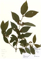 藏品(杜虹花)的圖片